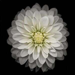 Meet your Posher, Jourdan